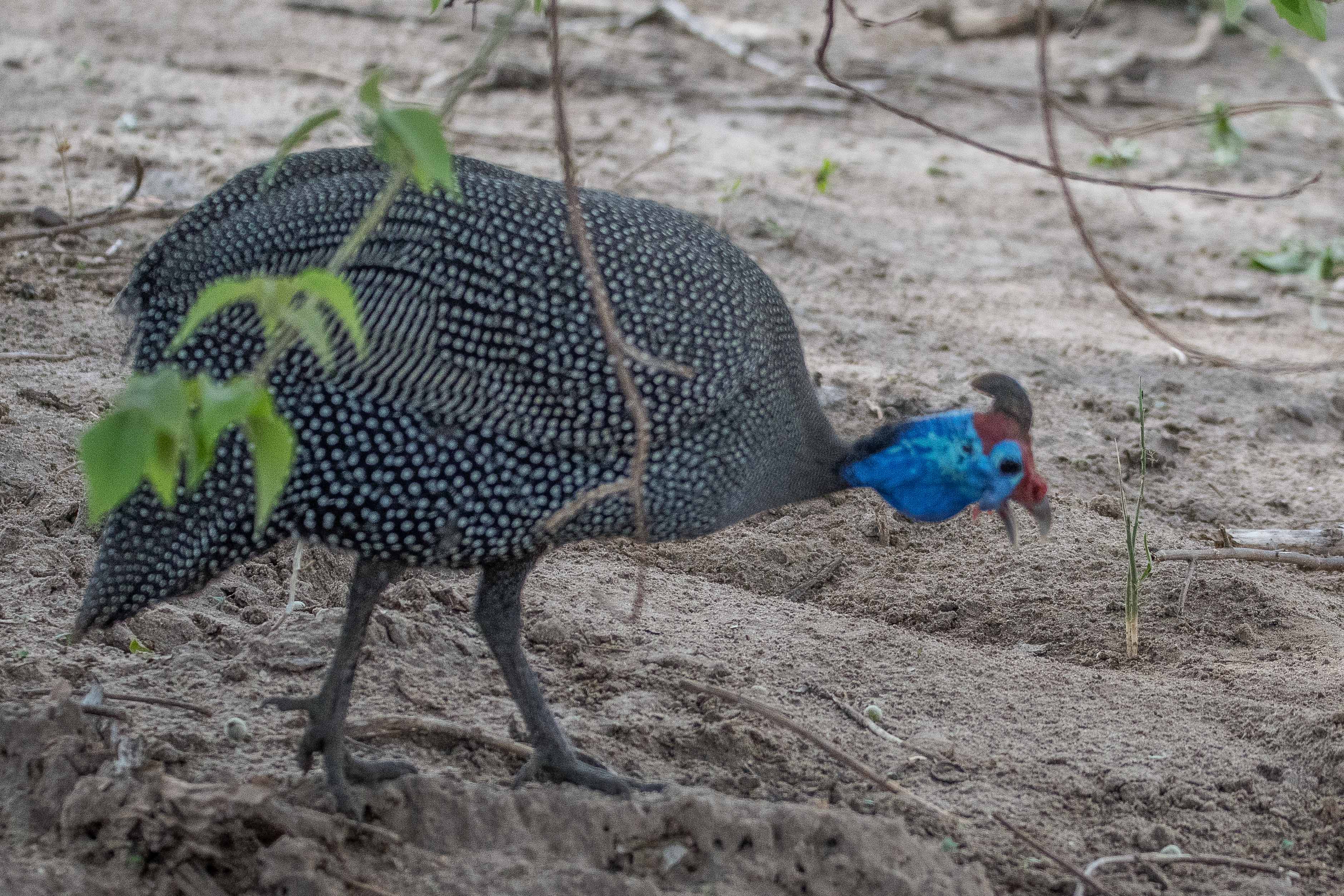 Pintade de Numidie adulte (Helmeted guinafowl, Numida meleagris), Chobe National Park, Botswana.